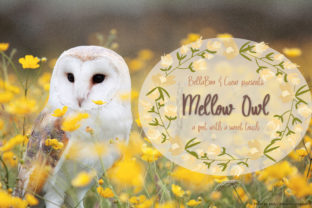 Mellow Owl: A Script Font That Feels Like a Quiet Moment