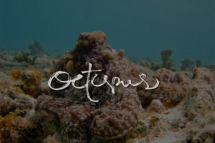 Octopus: A Natural-Looking Script Font That Feels Hand-Drawn, Not Hand-Rendered